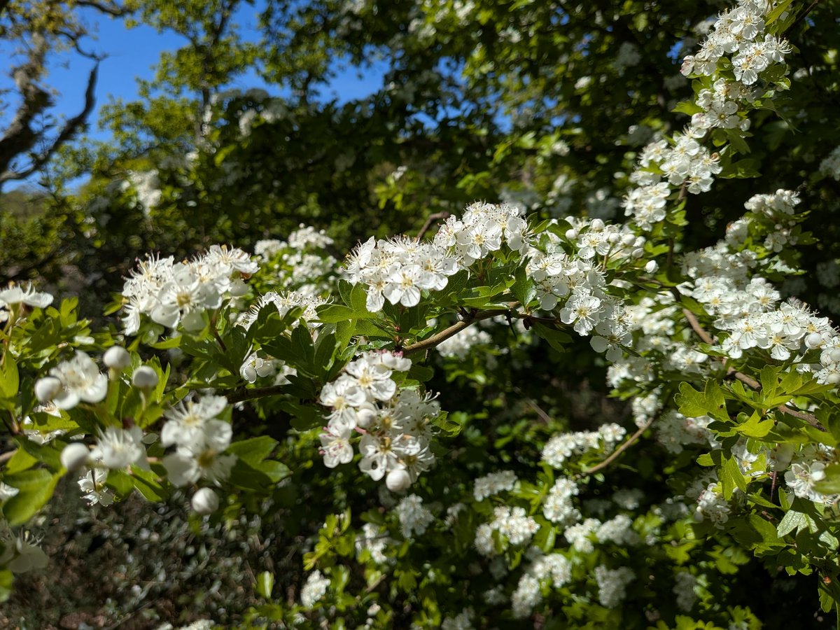 catecawley's tweet image. #Beltane falls on #May 1st and is the Gaelic festival for the #SpringEquinox and beginning of #summer. #MayDay is an ancient festival celebrating #spring and goes back to #Roman times known as the Festival of Flora, the #goddess of #flowers. #FolkloreSunday
