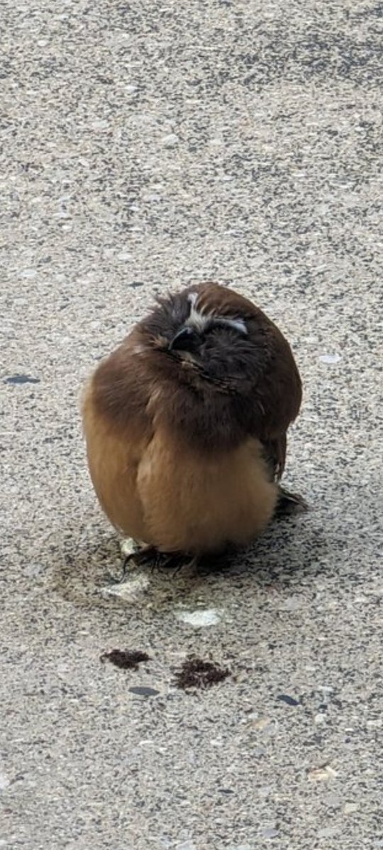 Buddy tweet media