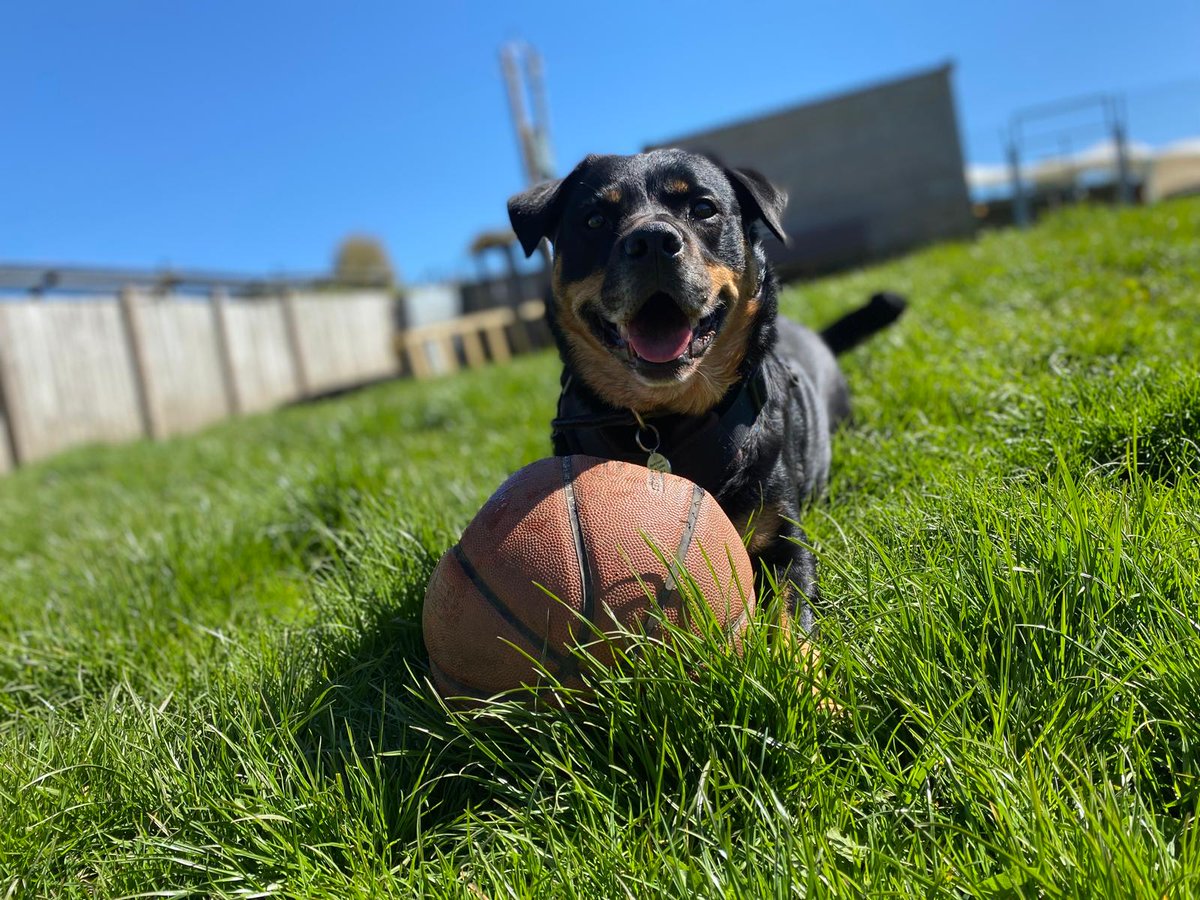 DogsTrust West Calder (Edinburgh) and Dundee tweet media