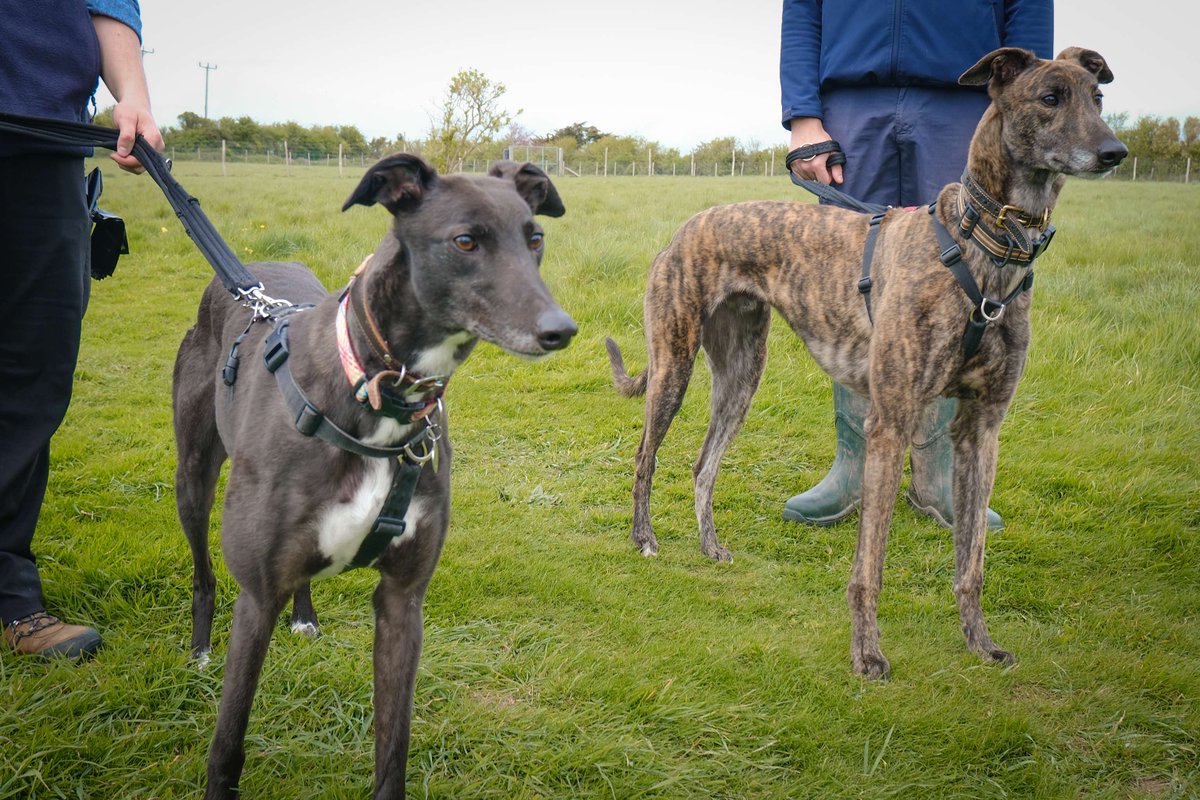 Forever Hounds Trust tweet media
