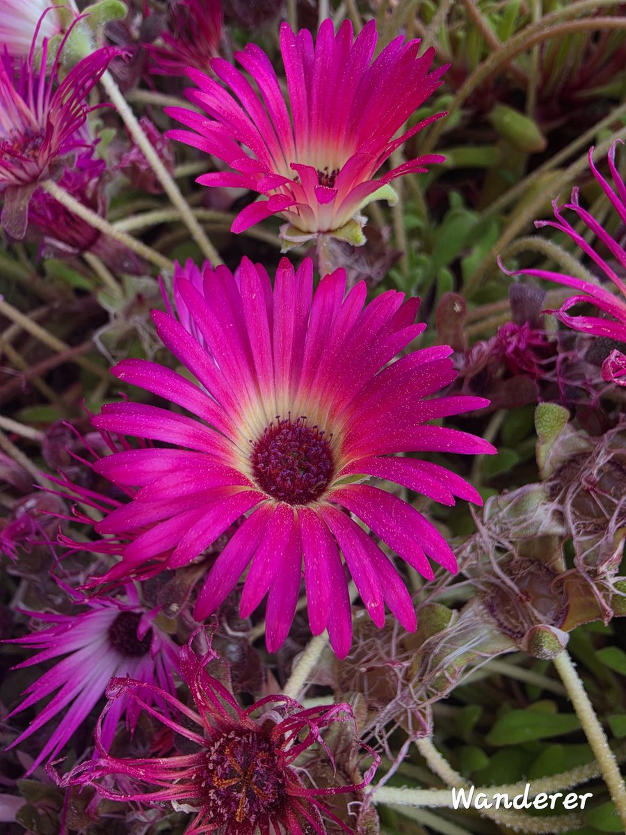 heehee78291's tweet image. Livingstone daisy🌸🌸💚✨️#LivingstoneRange.  #nature  #flower