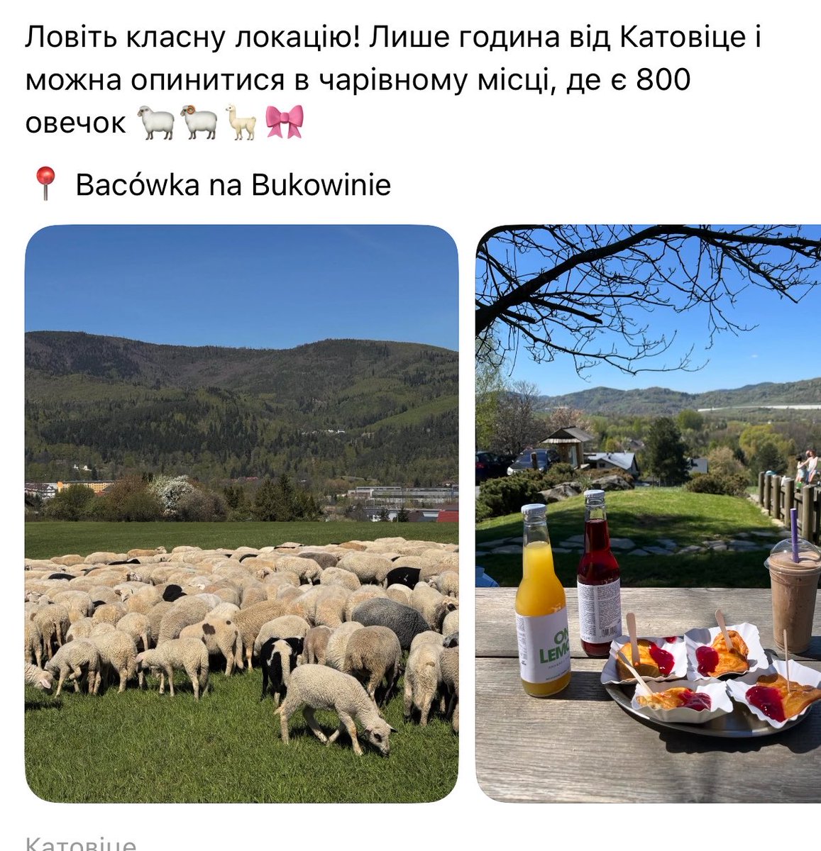 flower: 🇺🇦 tweet media