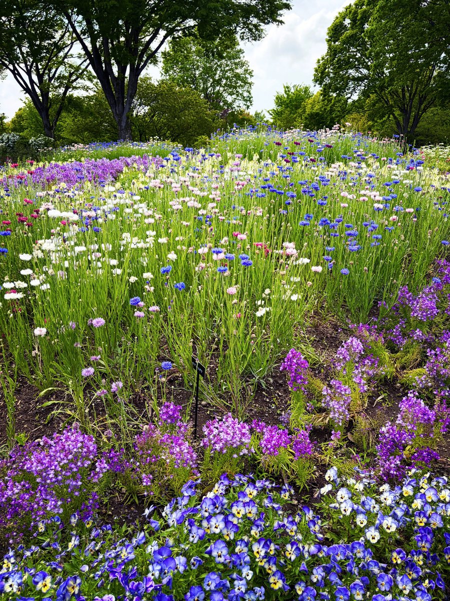 thinking_14's tweet photo. 好きなバランスのお花畑
矢車菊、姫金魚草、三色菫 https://t.co/uxQoLQ7Zy2