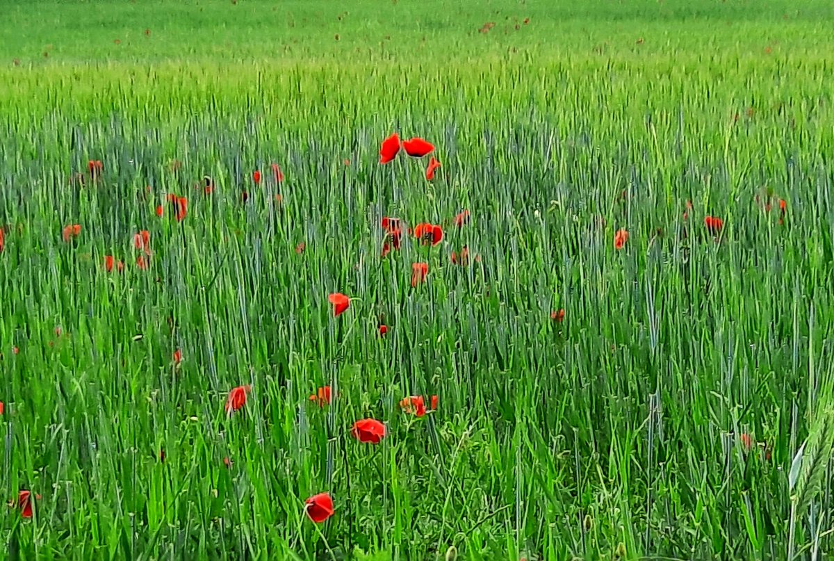 SonsoZatarain's tweet photo. Como las #amapolas, reinas de la alegría!
#DíadelaMadre
#Flowers
#FelízDíadelaMadre 💯
🌺🪻🥀 https://t.co/0rvukIKqmz
