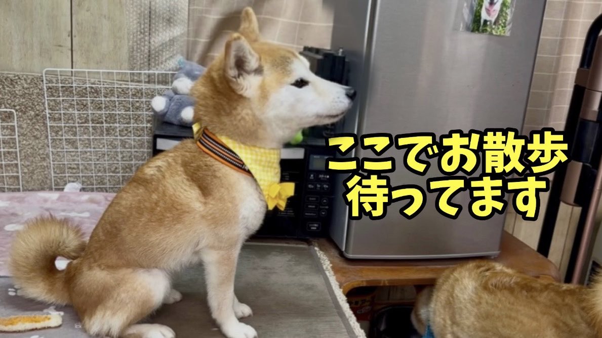 柴犬みかんと白柴Q太郎と佐藤さん tweet media
