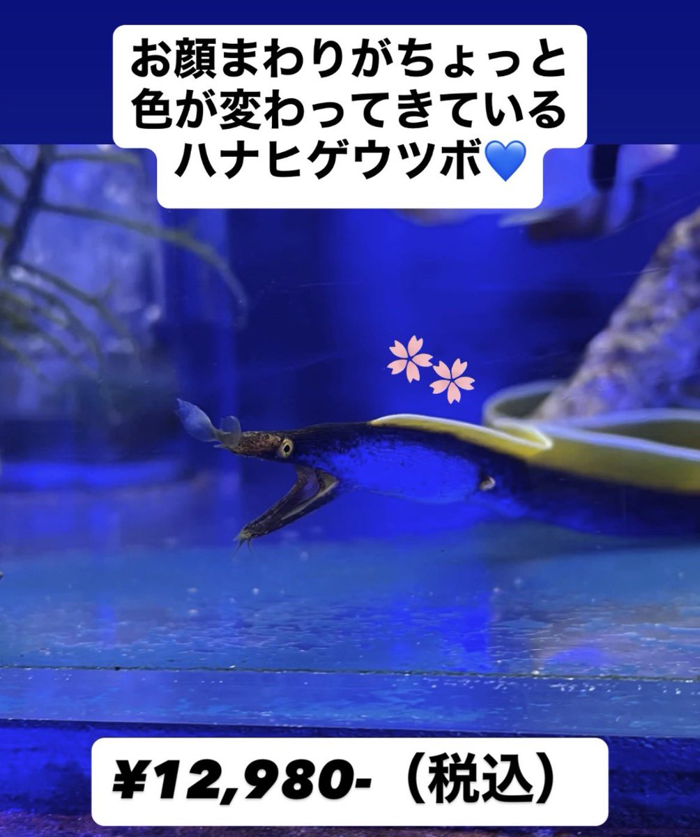 FISH UP tweet media