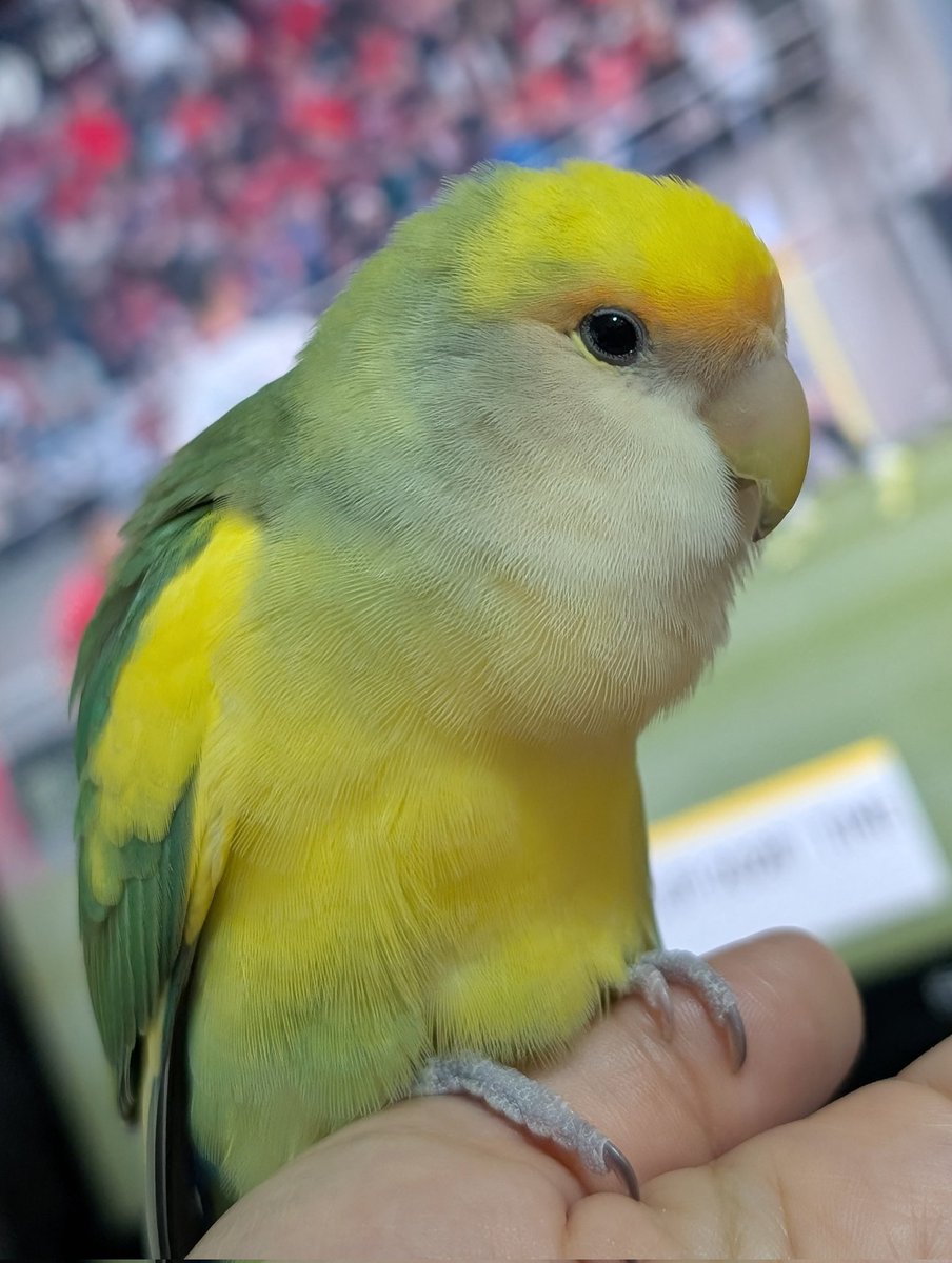 小桜yuki🦜 tweet media