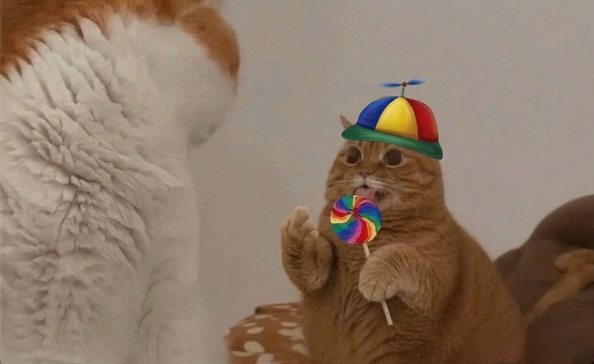 小丫头 (Stupid Orange Cat) Fan Page tweet media