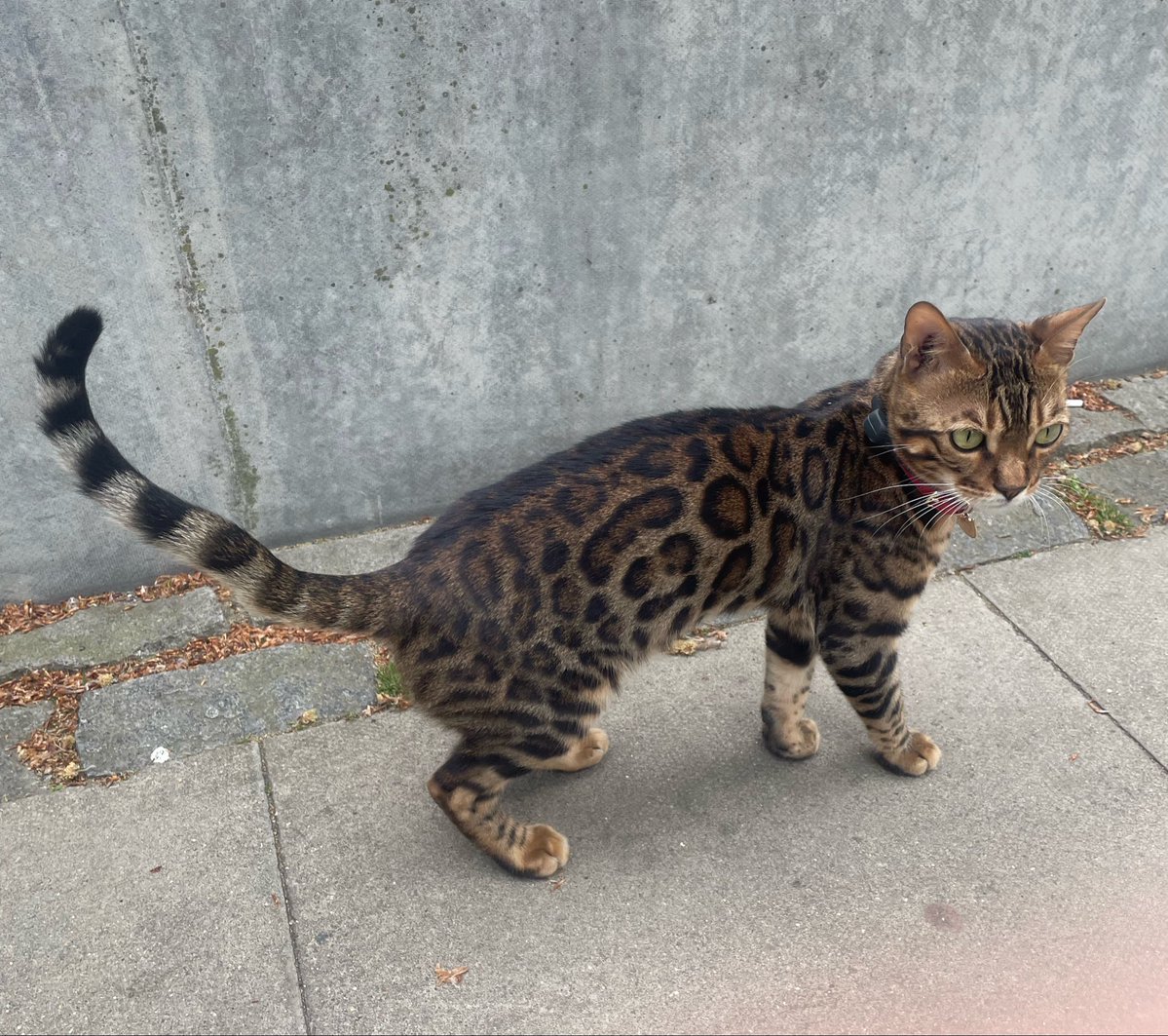carolinefrmus's tweet image. Leopard cat in #London