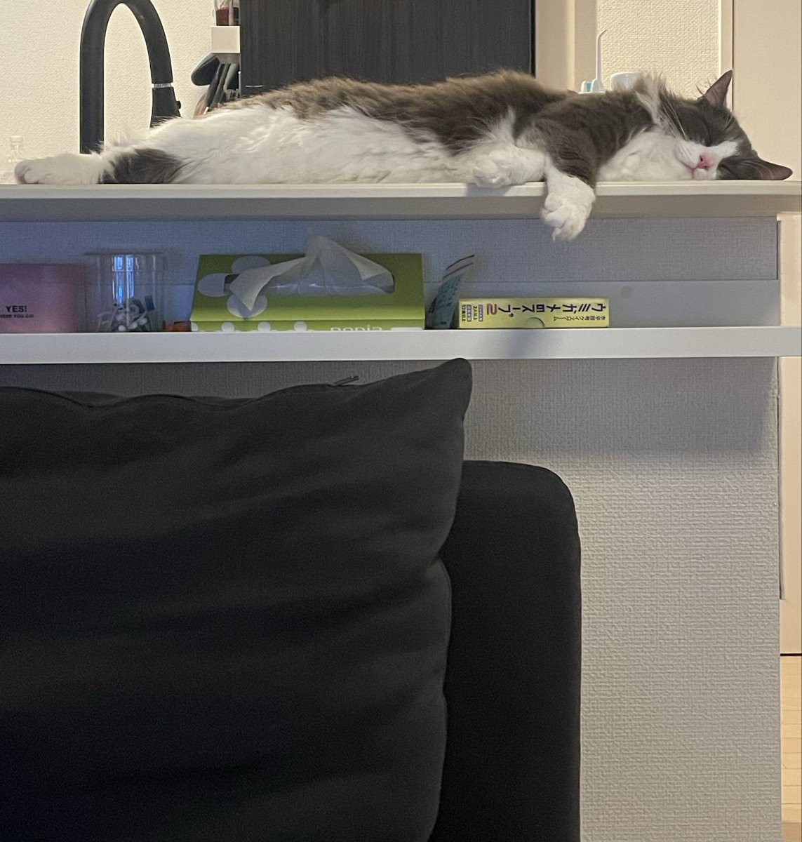猫野みみ tweet media