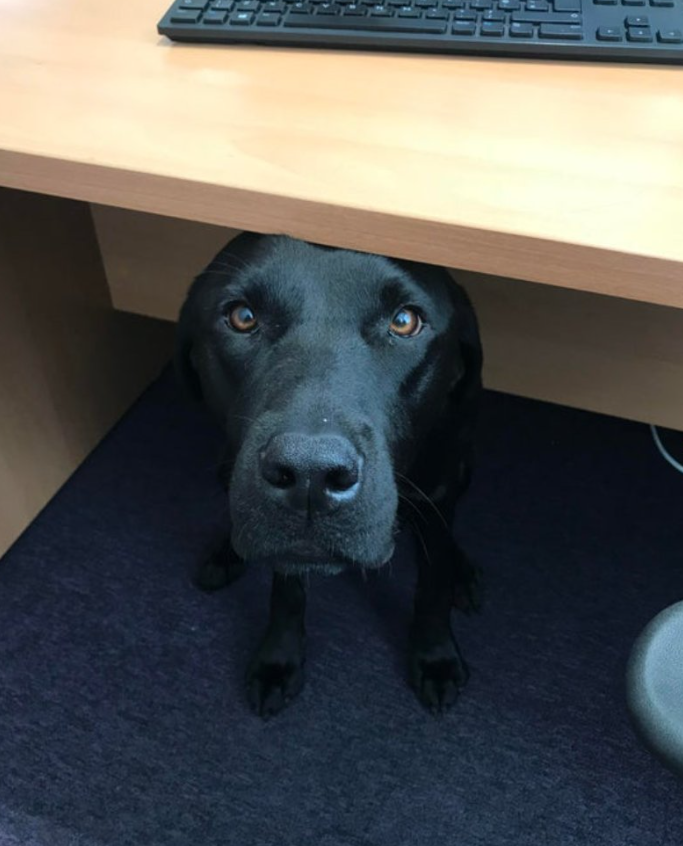 Tweets of Dogs tweet media