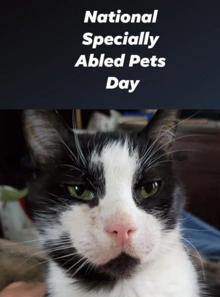macandtrouble's tweet image. Today is a special day...
National Specially-Abled Pets Day is observed on May 3 to encourage people to adopt &amp;amp; love disabled pets.
Mac was a disabled cat - I loved him dearly - he was my best friend - and he saved my life once !
#pets #nationalspeciallyabledpetsday #disabledpets