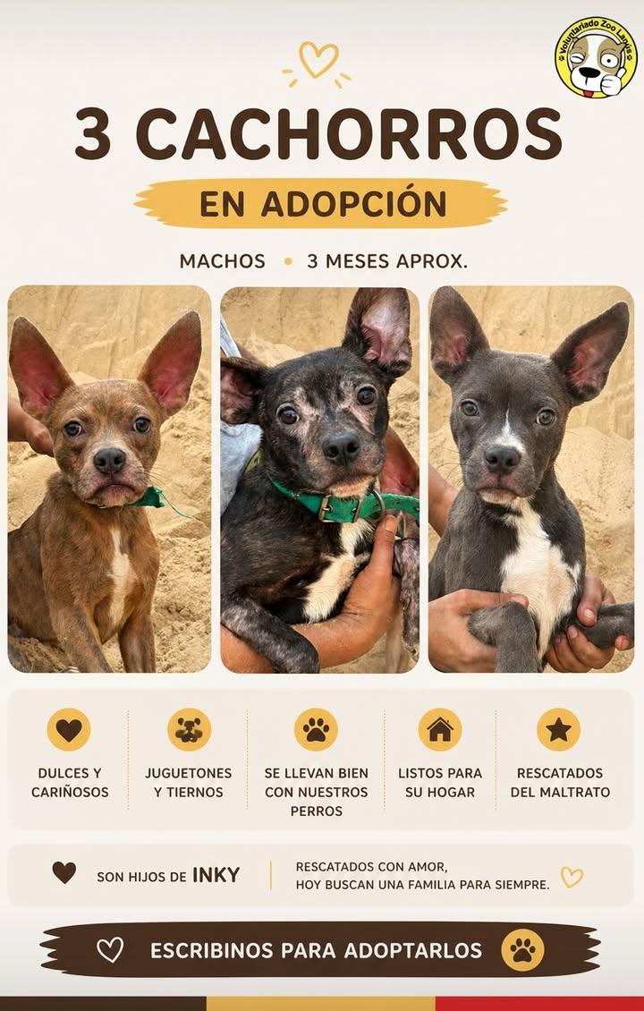 Estos bebés fueron rescatados en el edificio de unos amigos, ellos hicieron la denuncia. Sus dueños se fueron del dpto y los dejaron encerrados y muertos de hambre con su mamá. Están listos para empezar una nueva vida. Son cruza de bulldog francés. Están en Lanús. Porfa rt 🙏