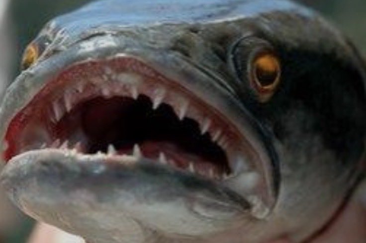 Snakehead tweet media