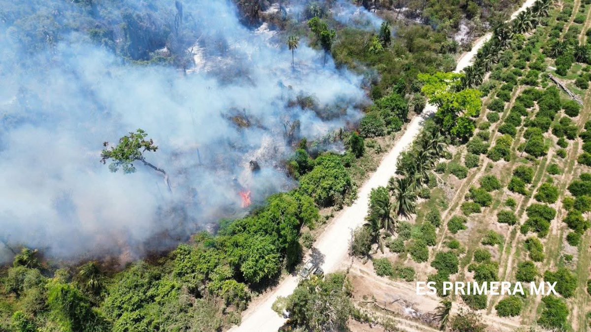Gelosnivon's tweet image. #URGENTE📣🔥|| Un incendio forestal afecta el Parque Nacional Lagunas de Chacahua en #Oaxaca 

‼️Brigadas de emergencia combaten las llamas en el Sector A, donde se reportan 30 hectáreas consumidas. Las autoridades mantienen los trabajos para controlar el siniestro. #SOS 

Lee