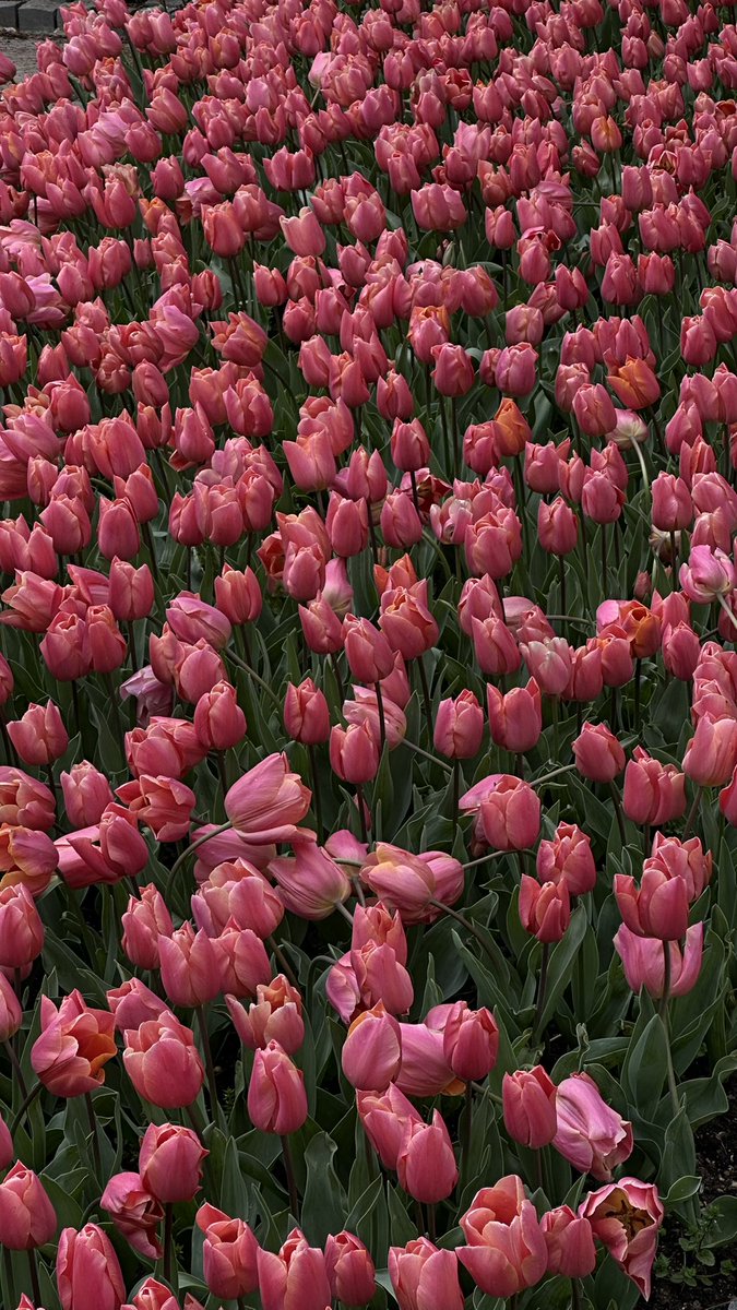 wmorvo's tweet photo. Tulips 🌷🫶🏼 https://t.co/jnohciL5r4