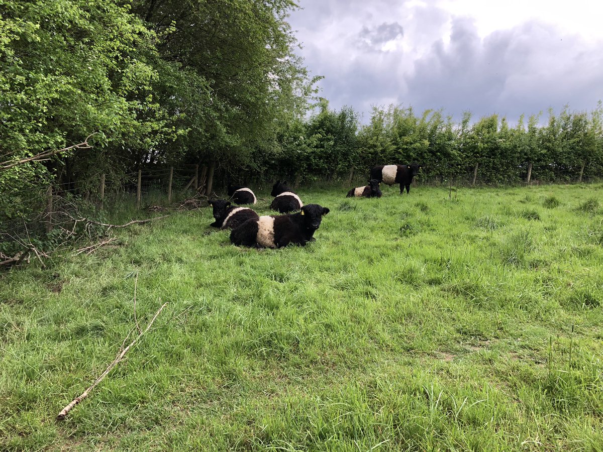 RuralRambling's tweet image. Lovely spring walk this afternoon. Took it carefully in places as lots of the fields had cows in. Also saw some deer (too quick for photos), horses, foals, ewes with lambs, not to mention a DoE group … #SundayStroll #Walking #NeedMoreAfternoonsLikeThis