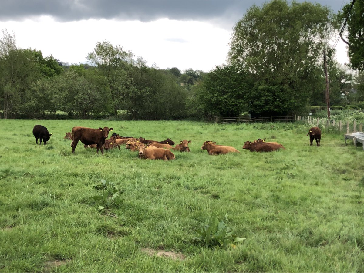 RuralRambling's tweet image. Lovely spring walk this afternoon. Took it carefully in places as lots of the fields had cows in. Also saw some deer (too quick for photos), horses, foals, ewes with lambs, not to mention a DoE group … #SundayStroll #Walking #NeedMoreAfternoonsLikeThis