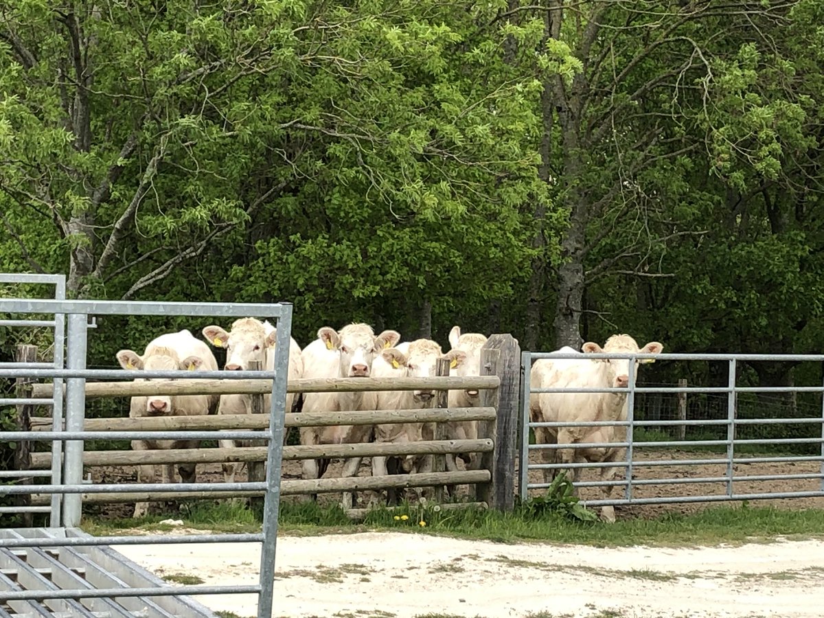 RuralRambling's tweet image. Lovely spring walk this afternoon. Took it carefully in places as lots of the fields had cows in. Also saw some deer (too quick for photos), horses, foals, ewes with lambs, not to mention a DoE group … #SundayStroll #Walking #NeedMoreAfternoonsLikeThis