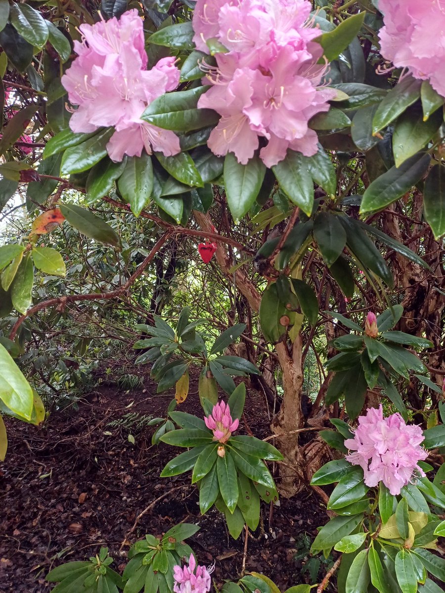 kendie's tweet image. Mum's knitted heart is still there in a lovely pink rhododendron bush. Dropped off the form to sponsor a small part of the new garden area in memory of Mum ❤️ #rememberingmum #dorothyclivegardens
