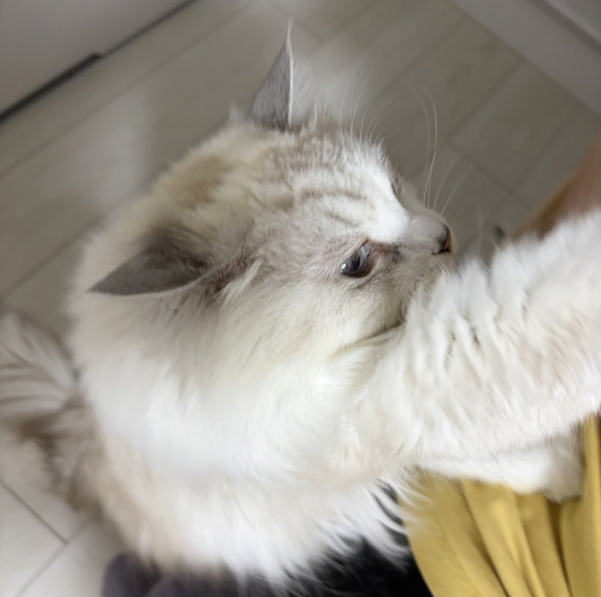 もふらฅ( ˙꒳​˙ ฅ) tweet media