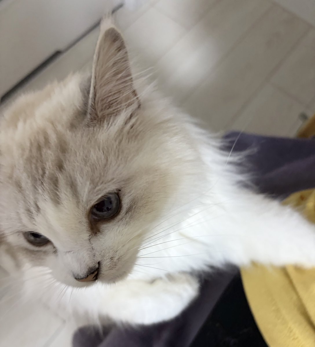 もふらฅ( ˙꒳​˙ ฅ) tweet media