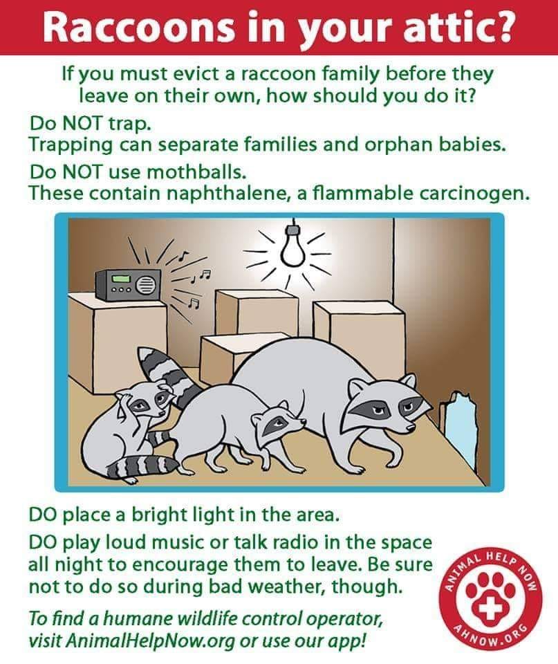 SMWesterly's tweet image. Raccoons and other wildlife often seek attics, basements and other warm spaces to call home. If you find a raccoon in your home, consider these friendly tips to evict them or contact a wildlife rehabber. And we can help eliminate any mess that's left behind. #hometips #wildlife