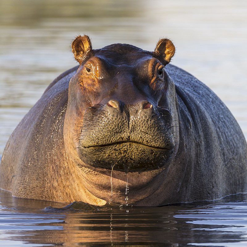 Hungry Hungry Hippo tweet media