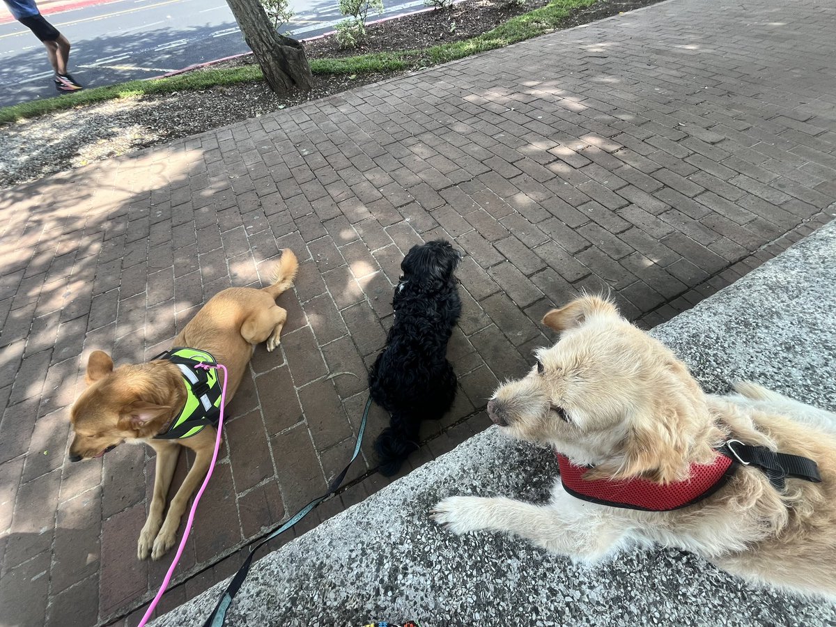 Bonito domingo para todos 🐾🐕‍🦺￼🦮🥰

Bolton, Ringo y Drago 😍