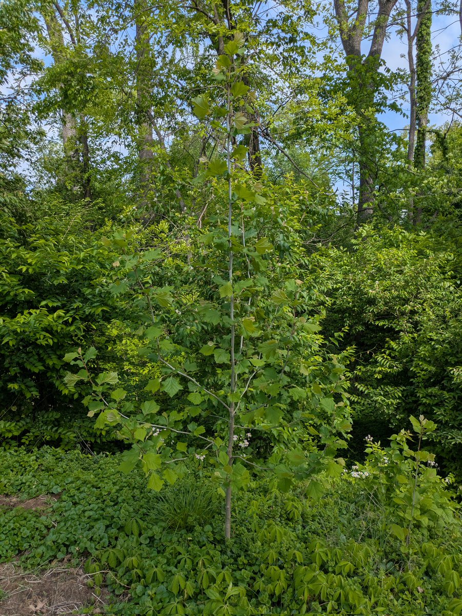 ISUHuff's tweet photo. Baby Barnes is now three years old and stands about 7.5 feet tall.  His system has sprouted a brother...who had yet to be named. https://t.co/cYWF5UreTb
