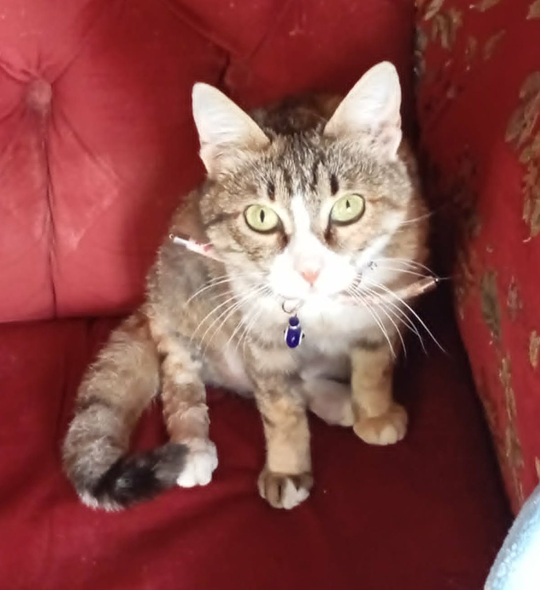 Moeilijker plaatsbare katten zoeken gouden mand tweet media