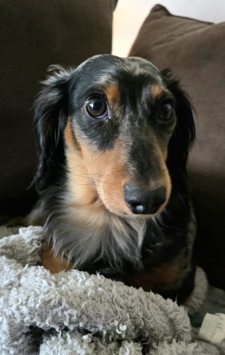 itzgchap's tweet image. 🎶 Happy birthday to youuuu! Happy birthday to youuuu! Happy birthday dear Luca! Happy birthday to youuuu! 🎶 

Luca is TWO today! 🐾💛 #Dachshund #Dachshunds #DogsOnX