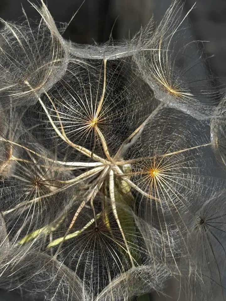 NicoEstevelle's tweet image. Los años fueron escribiendo semblantes con una preponderancia elaborada que, en ciertas ocasiones presentadas por el color tostado de la piel, revelaban mapas vivos de resistencia y tiempo.
#Photography.
#Ants.🐜🐜👞👞🧗🏻‍♂️🧗🏻‍♂️.
#BlackAndWhite.📸📸🎙️🎙️📒📒.
#WithoutEyes.🦉🦉☕☕🎬🎬.