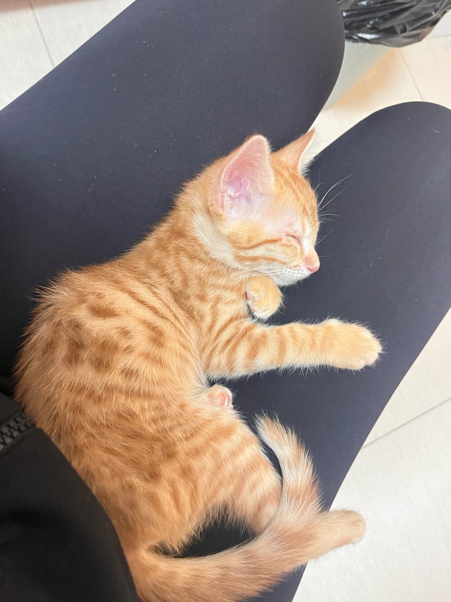 DivishaRathore's tweet image. "When the world feels loud, their quiet presence is all you need.  #PetCompanion #BestFriend"