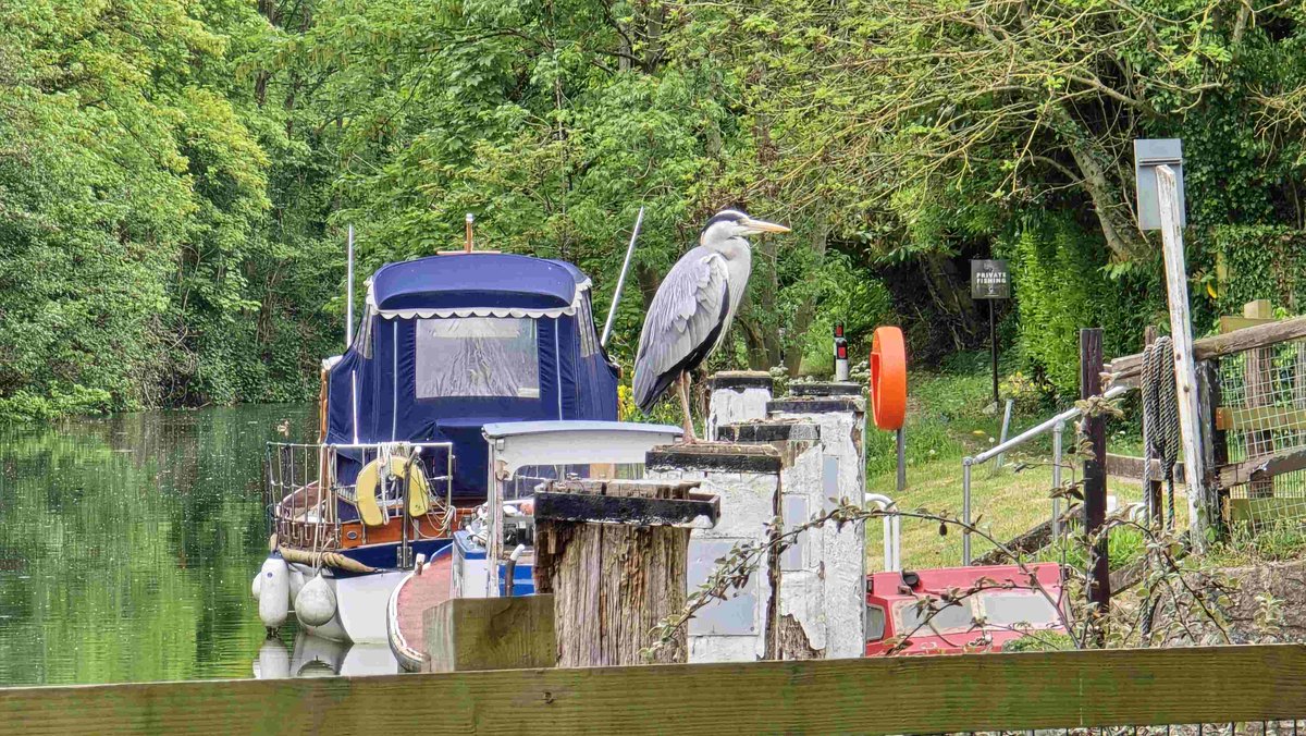RomneyWeir's tweet image. . @every_heron at my lock  #Thames #Windsor