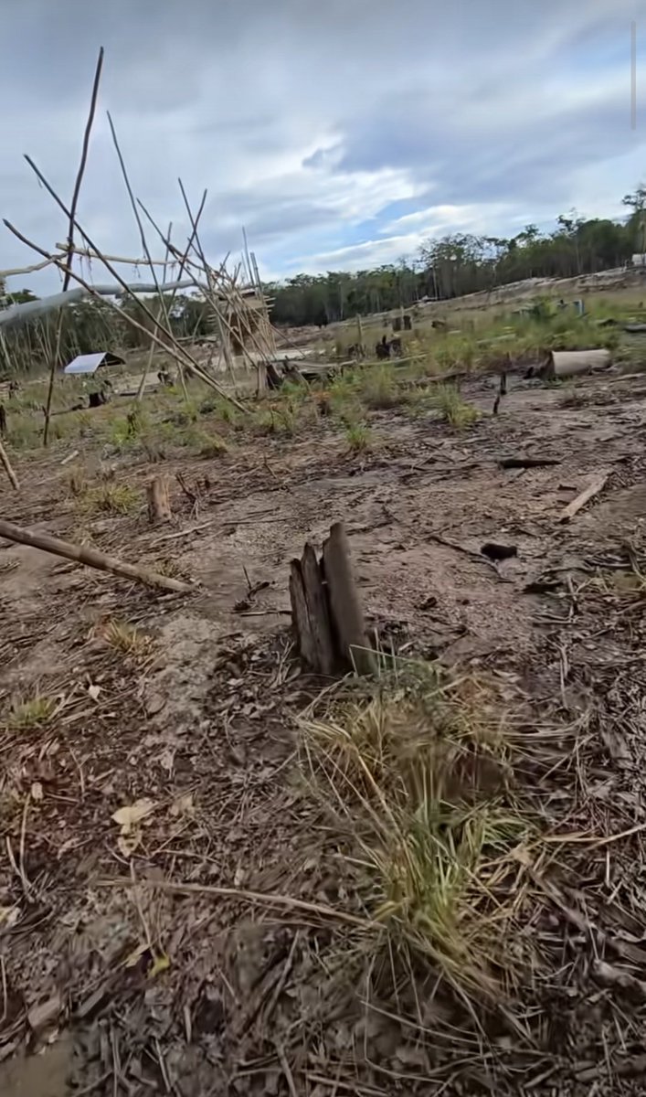 Fritz_A_Sanchez's tweet image. #Atencion #Venezuela 

El extractivismo aurífero ilegal continúa "devorando" los bosques ribereños del Cuyuni en #ElDorado 

Una devastación consentida que avanza con un suministro de combustible constante 

#SurDelOrinoco #OroDeSangre 
#AmbienteSinDerechos