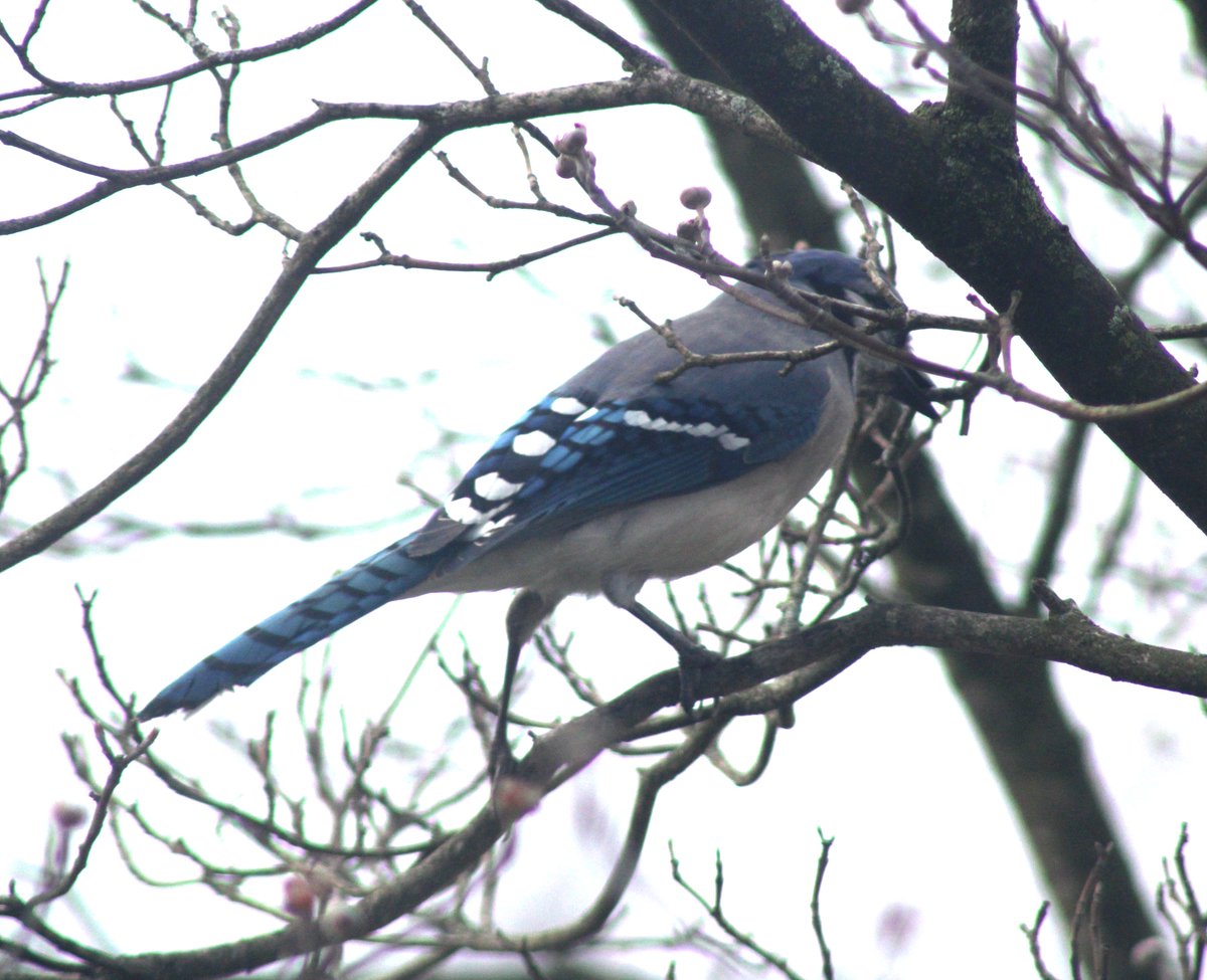 HermitsDaily's tweet photo. Majestic Mr. Jay. #nature #beautyofnature #bird #birds #birding #birdwatching #birdwatcher #birdwatchers #avian #avians #naturestudy #naturestudies #bluejay #jay #spring #springtime #garden #dogwood #dogwoodtree #dogwoodtrees #ornamentaltree #ornamentaltrees #pennsylvaniagarden https://t.co/JXL65pN51Z