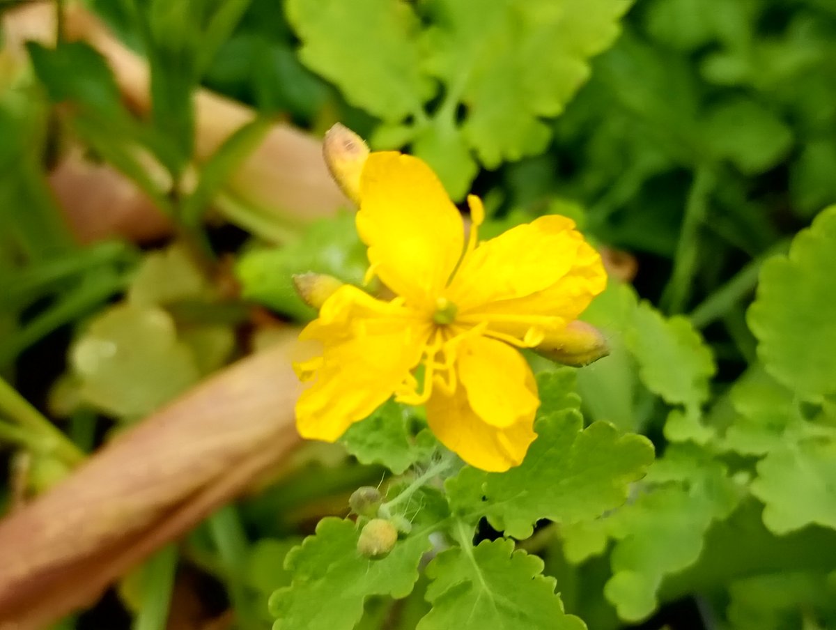 Bambigoesforth's tweet image. Highlights from today's walk in Longdendale.
#walking #nature #spring #wildflowers