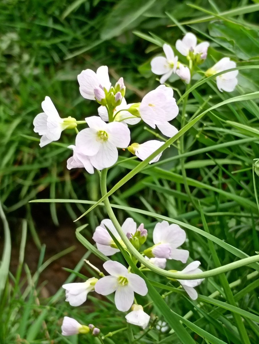 Bambigoesforth's tweet image. Highlights from today's walk in Longdendale.
#walking #nature #spring #wildflowers