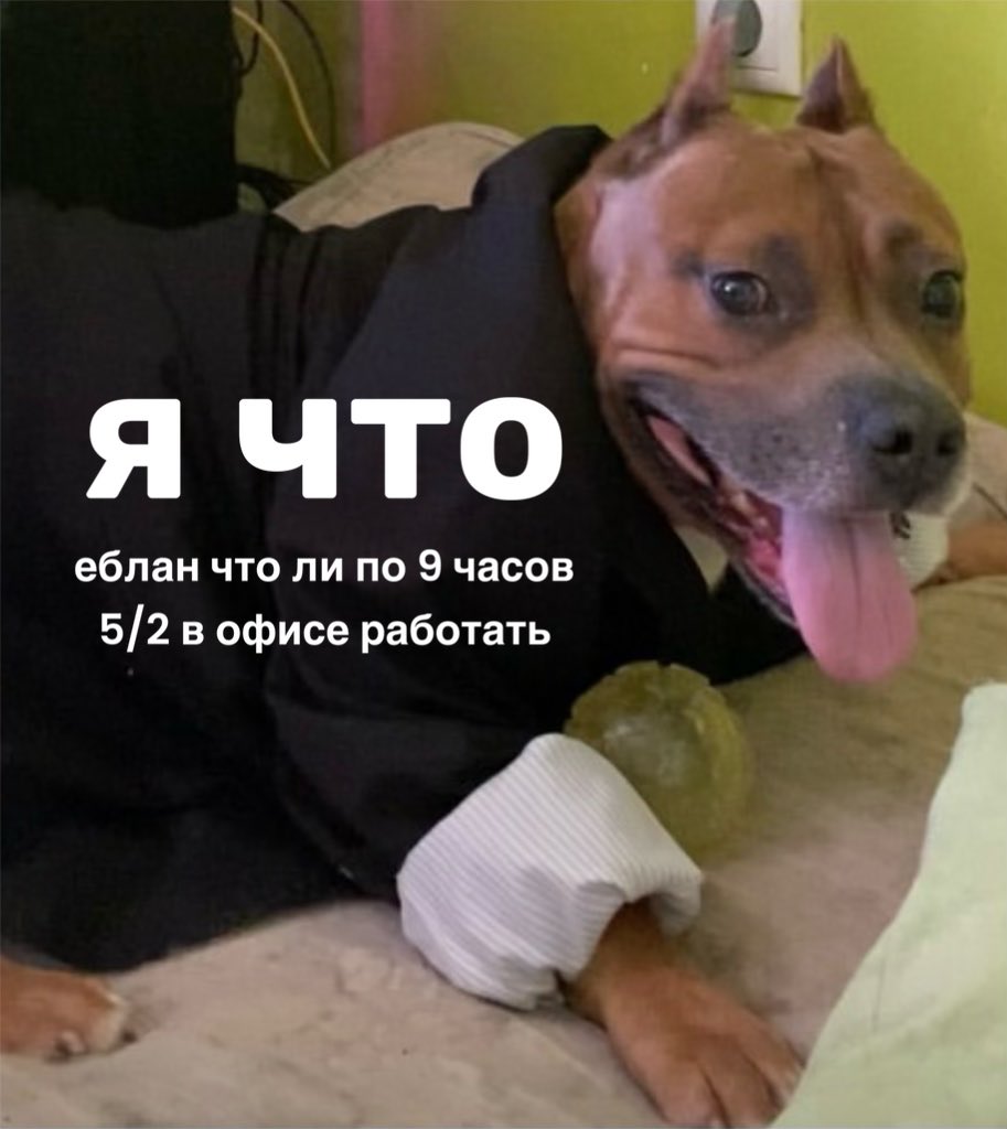 насик пинус, эксперт по всему tweet media