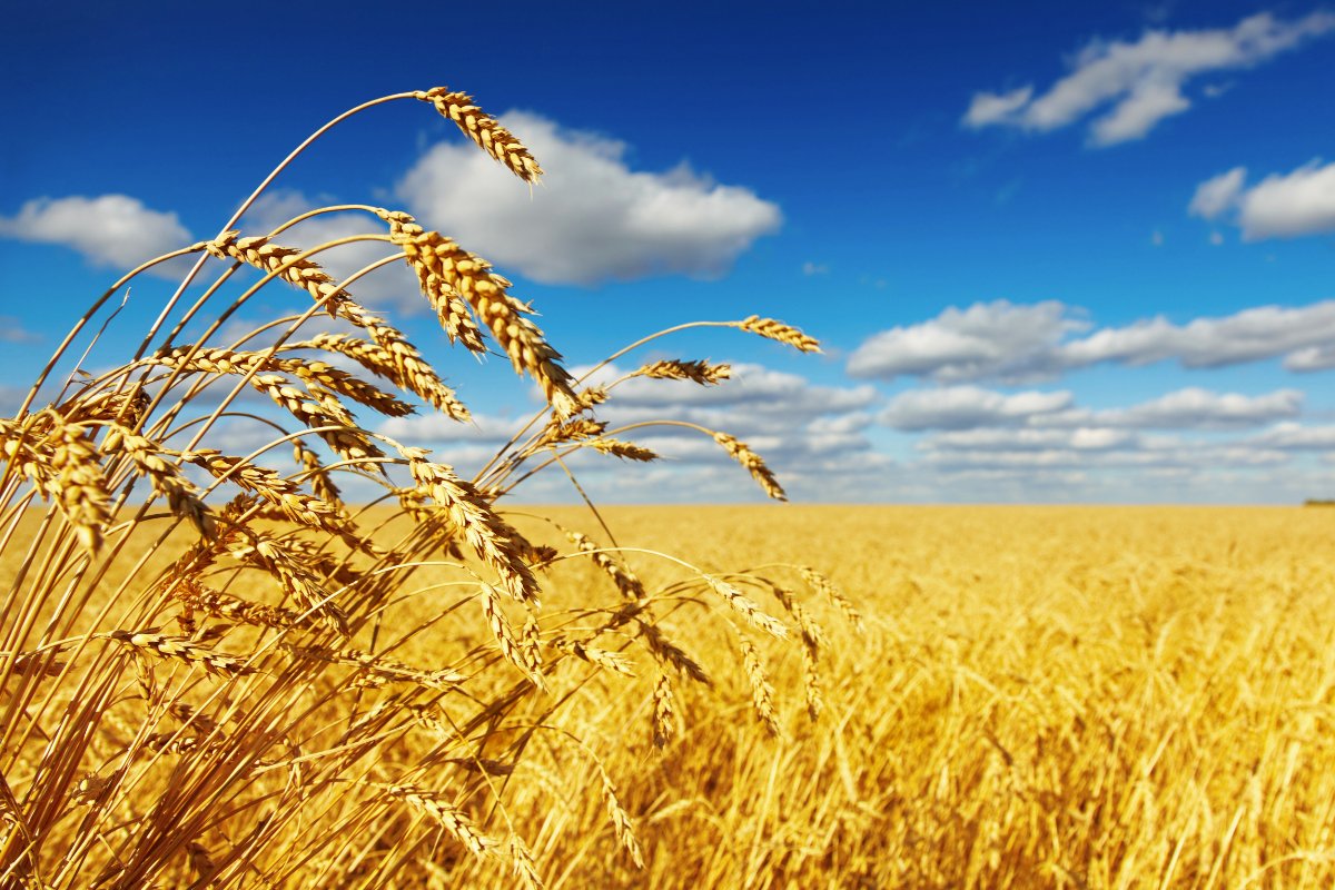 DavidThorpe1237's tweet image. Today is day 29 in our count towards the Feast of Weeks,  also known as Shavuot.
#Pentecost 
#BibleStudy