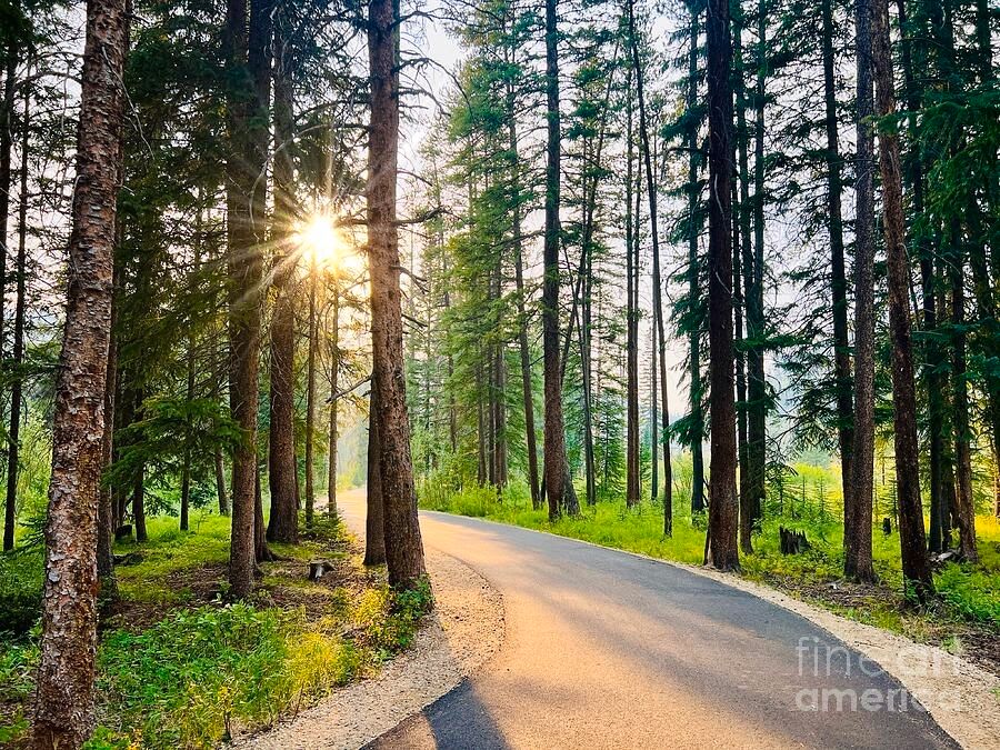 erinmdorffette's tweet image. Just a stroll through a #forest on a #path through the #trees with the beautiful evening light and a sun bursting through.

faa.savingmemoriesbymakingmemories.com/featured/an-ev…

#wallart #getoutside #outdoors #nature #fineart #photography #wallart #artoftheday #stroll #buyart #art #artforsale