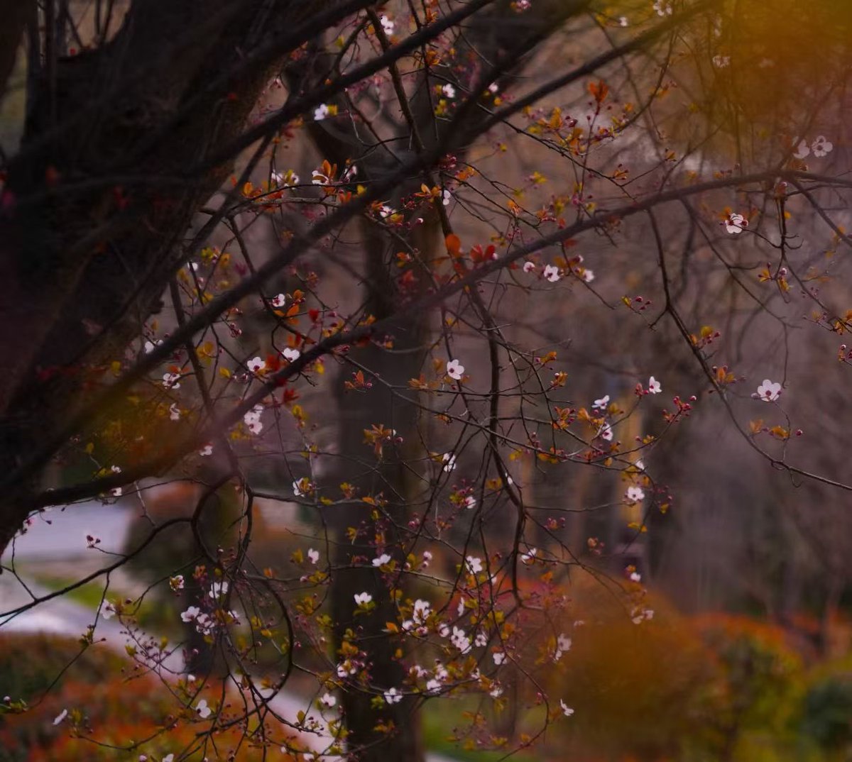 asidebeishang's tweet photo. 杏花还没开透，
雨却先落下来。

有些感觉，
就是这样——
不说，反而更明显。#深圳摄影 #私房拍摄 #小众摄影 https://t.co/hCFo03r8c7