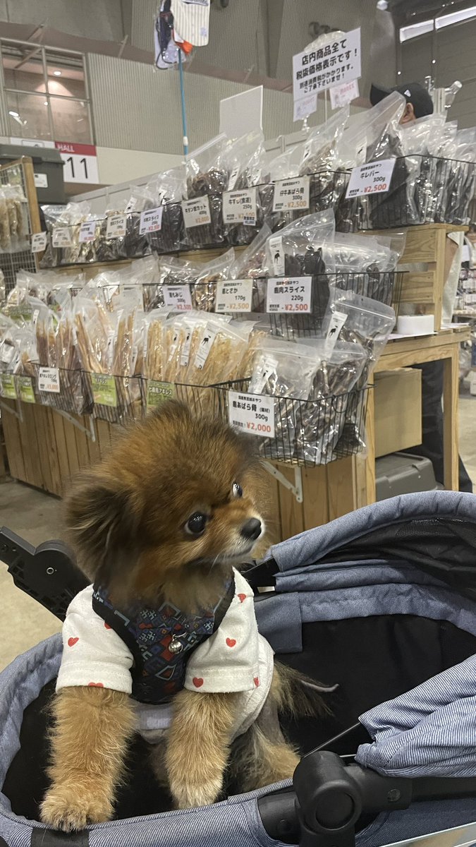meeg30's tweet photo. GWに遊びにきてる実家ポメも参戦！ https://t.co/3E4hmF8cec