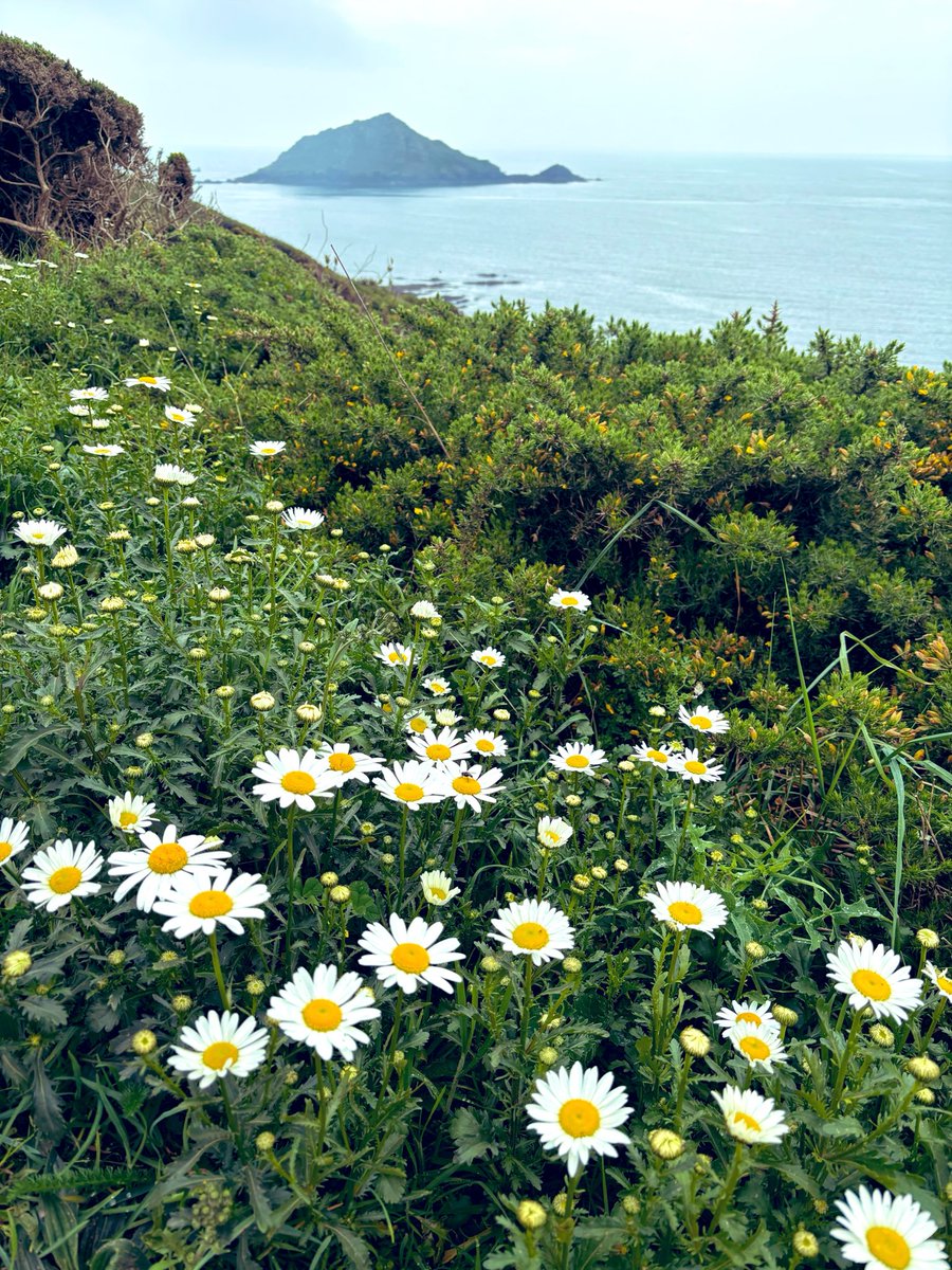 Paolomc84's tweet image. 7 mile trail run on SW coast path with sister &amp;amp; dog. One field wrong so hop the fence, sister has more difficulty getting over then little chill on the beach 👌#plymouth #ukrunchat