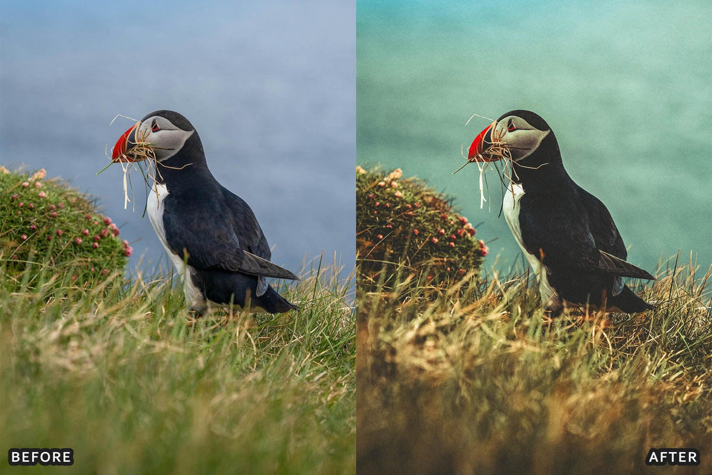 aaapresets's tweet image. ✨ See the magic of Bird Photography Wildlife Cinematic Lightroom Presets in action! Swipe for the before &amp;amp; after.
📸 Edit like a pro with just 1 click!
🔗 shortlink.store/pvpj3ipcvawv

#PhotoEditing #LightroomPresets #EditingTips #aaapresets @aaapresets @Lightroom