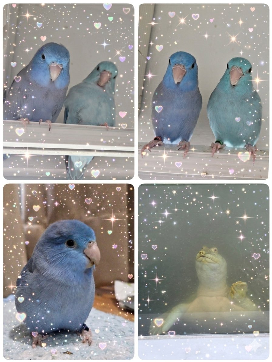 fantasytale | (❖,❖) tweet media
