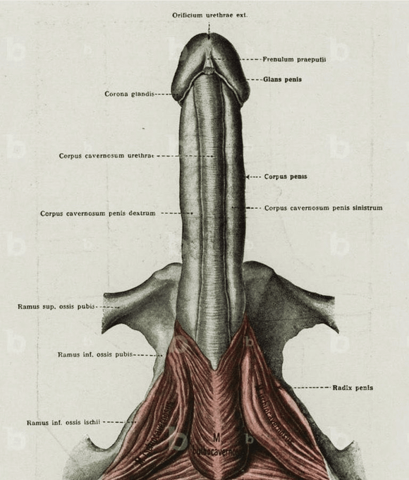 Manhood Lab tweet media