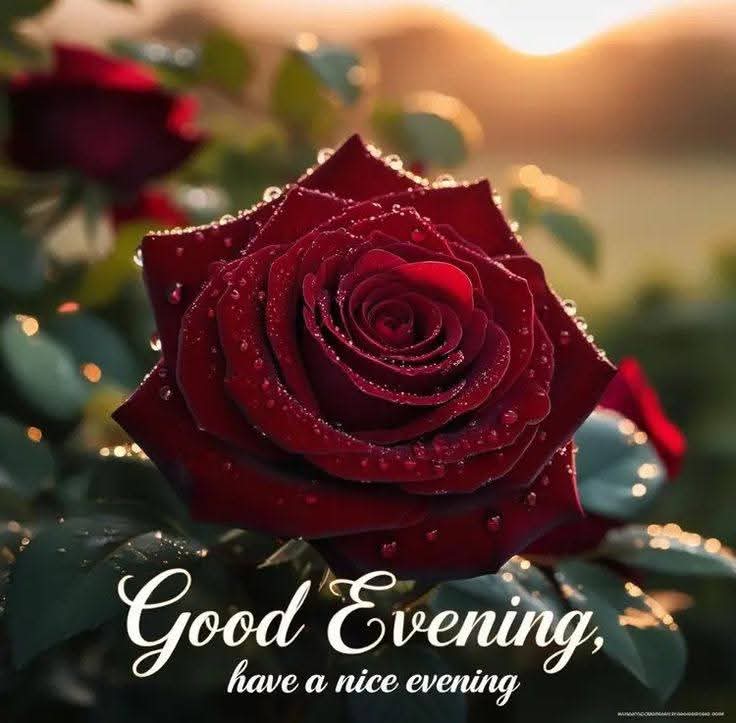 Lind 🇿🇦N...🇿🇦 tweet media