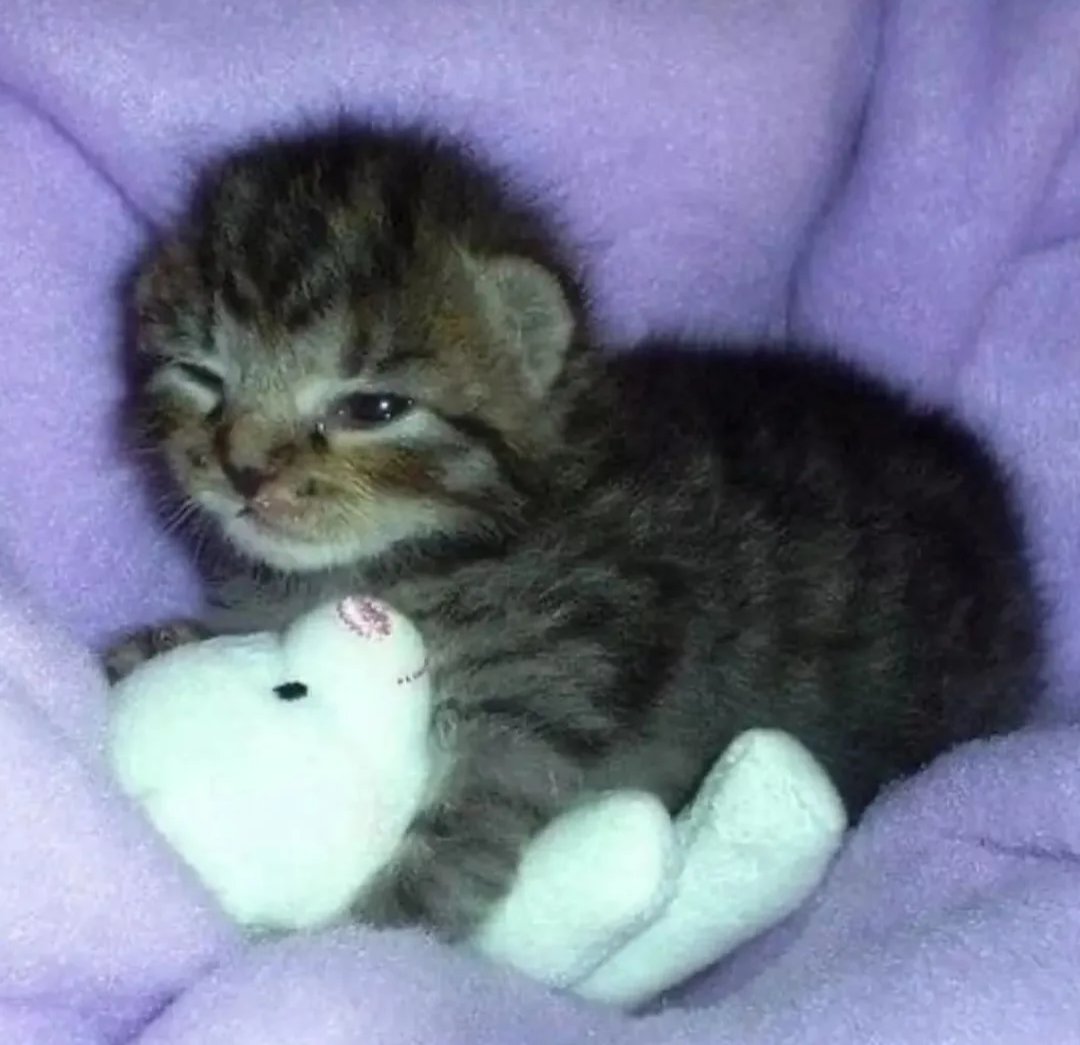 Daily Cat Posts tweet media